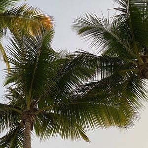 Meet your Posher, Levi